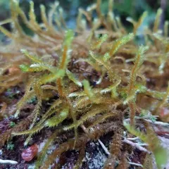 Lanky Moss thumbnail 3