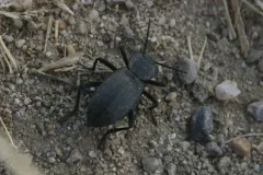 Embaphion elongatum thumbnail 2