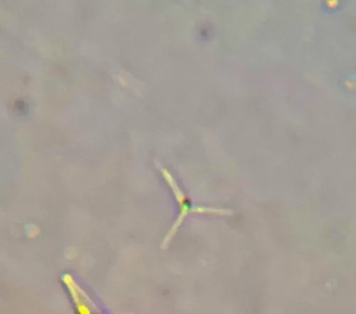 Actinastrum hantzschii