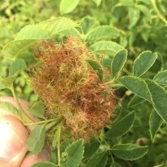 Mossy Rose Gall Wasp thumbnail 1