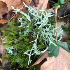 Farinose Cartilage Lichen thumbnail 4