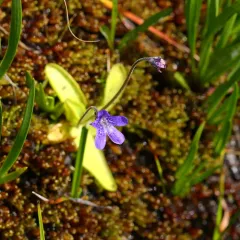 horned butterwort thumbnail 2
