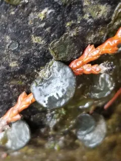 Cricotopus nostocicola thumbnail 2