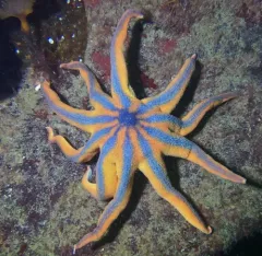 Striped Sun Star thumbnail 2