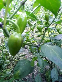 chili pepper thumbnail 4
