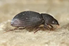 Dialytes ulkei thumbnail 1