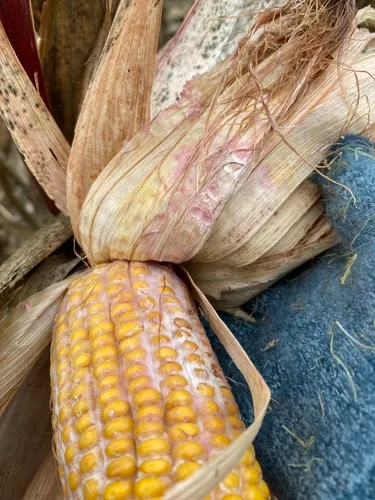 Fusarium graminearum