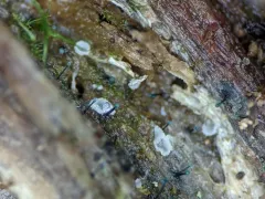 Teal Conifer-Pin thumbnail 3