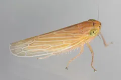 Graminella plana thumbnail 2