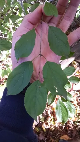 rigid hair buckthorn
