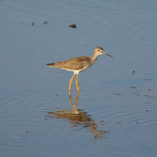 Lesser Yellowlegs