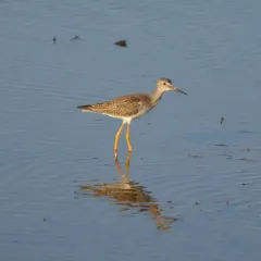 Lesser Yellowlegs thumbnail 1