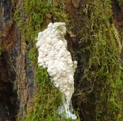 Tapioca Slime Mold thumbnail 2
