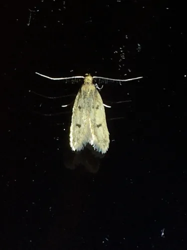 Carolana ascriptella