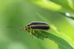 Trirhabda virgata thumbnail 4