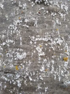 Balsam Woolly Adelgid thumbnail 2