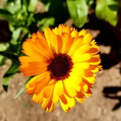 pot marigold thumbnail 2