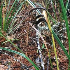slough sedge thumbnail 4
