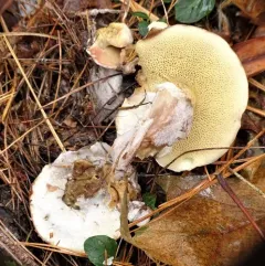 Dotted-stalked Suillus thumbnail 2