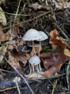 Psathyrella gracilis thumbnail 3
