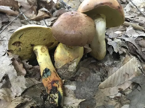 Boletus speciosus
