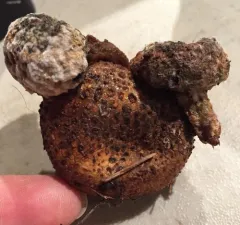 Parasitic Bolete thumbnail 2