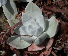 Bluff Lettuce thumbnail 3
