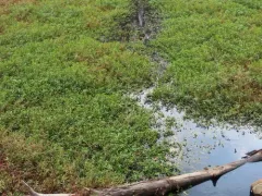 water primrose thumbnail 2