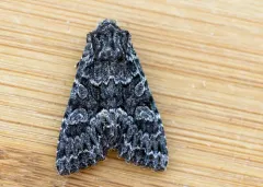 Platypolia contadina thumbnail 2