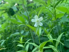Snowy Campion thumbnail 3