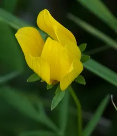 Tickseed Sunflower thumbnail 2