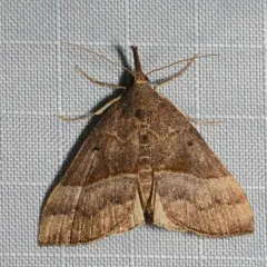 Red-footed Snout thumbnail 2