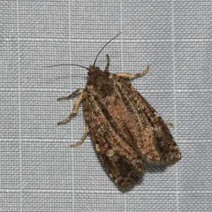 Spruce Budworm Moth thumbnail 2
