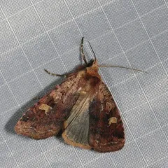 Smaller Pinkish Dart thumbnail 3