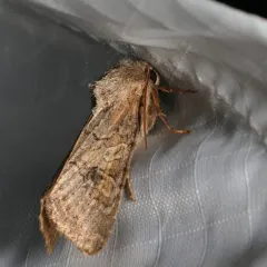 Aster Cutworm thumbnail 3
