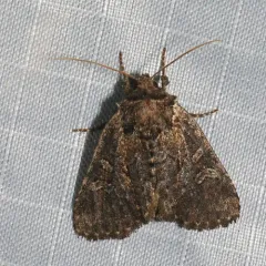 Disparaged Arches Moth thumbnail 2