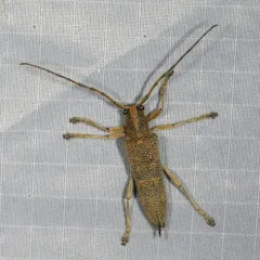Poplar Borer thumbnail 2