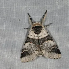 Western Furcula Moth thumbnail 4