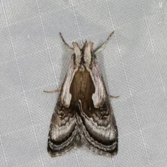 Formosa Looper Moth thumbnail 2