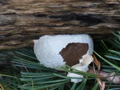 False Puffball thumbnail 5