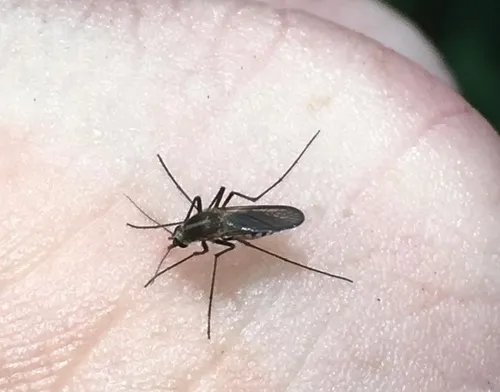 Aedes tormentor