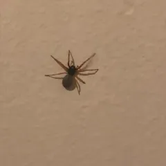 Broad-faced Sac Spider thumbnail 4
