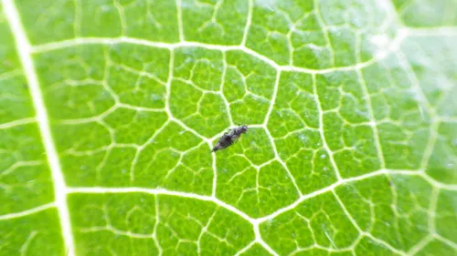 Bean Thrips