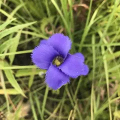 greater fringed gentian thumbnail 4