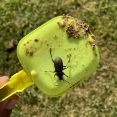 Granulated Ground Beetle thumbnail 4