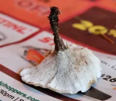 Woolly Tooth thumbnail 2