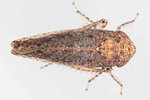 Paraphlepsius carolinus