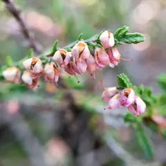 common heather thumbnail 2