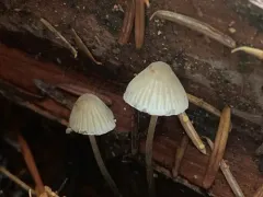 Milking Bonnet thumbnail 1