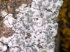 Diplotomma alboatrum thumbnail 2